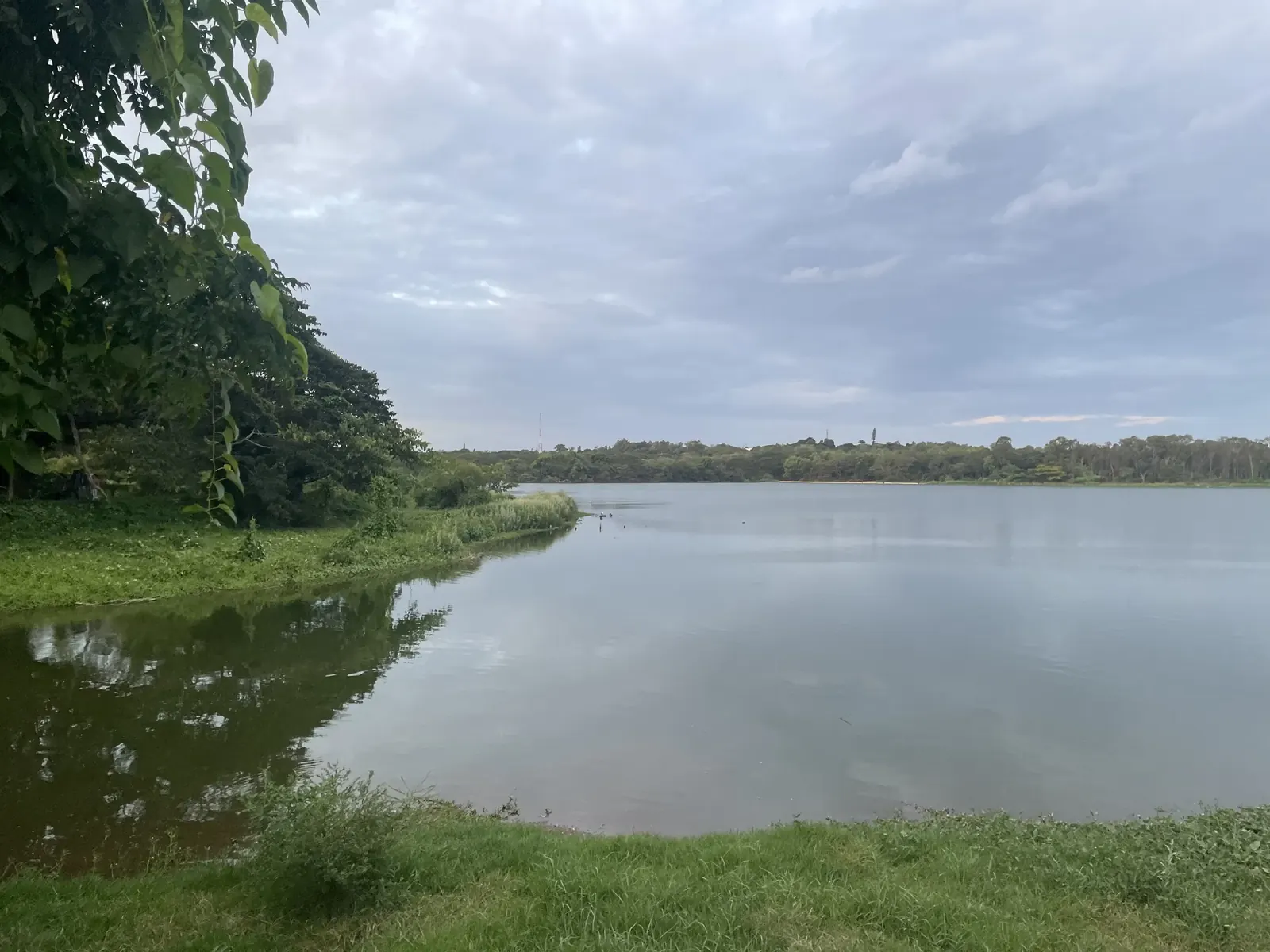 Grassy lake margin at Kukkarahalli, Mysuru, with open water beyond