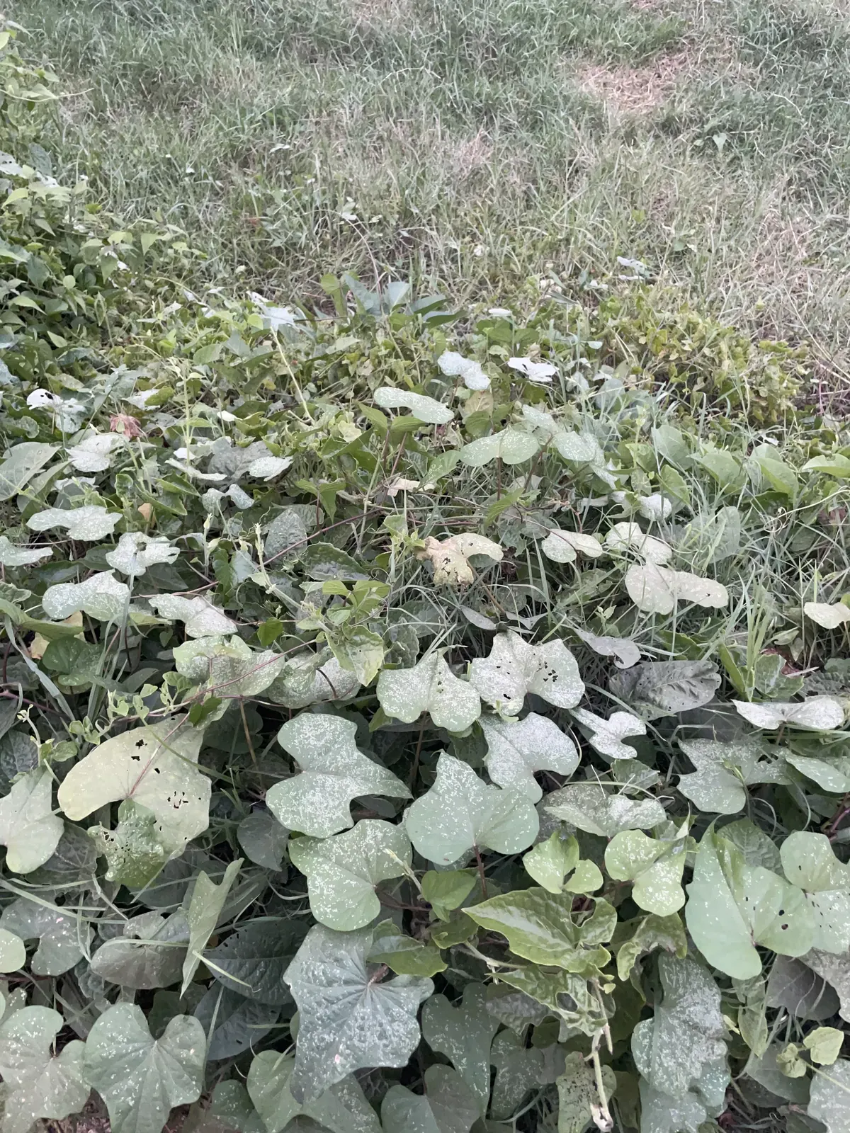 Close-up of vegetation along the Kukkarahalli Lake habitat