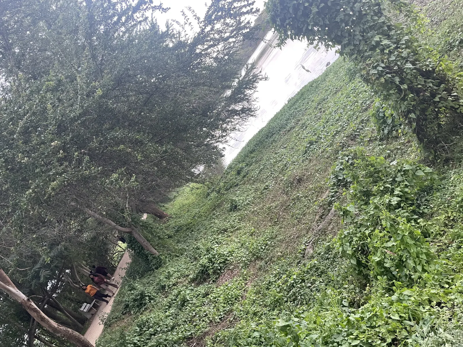 Trees and vegetation along the Kukkarahalli Lake boundary