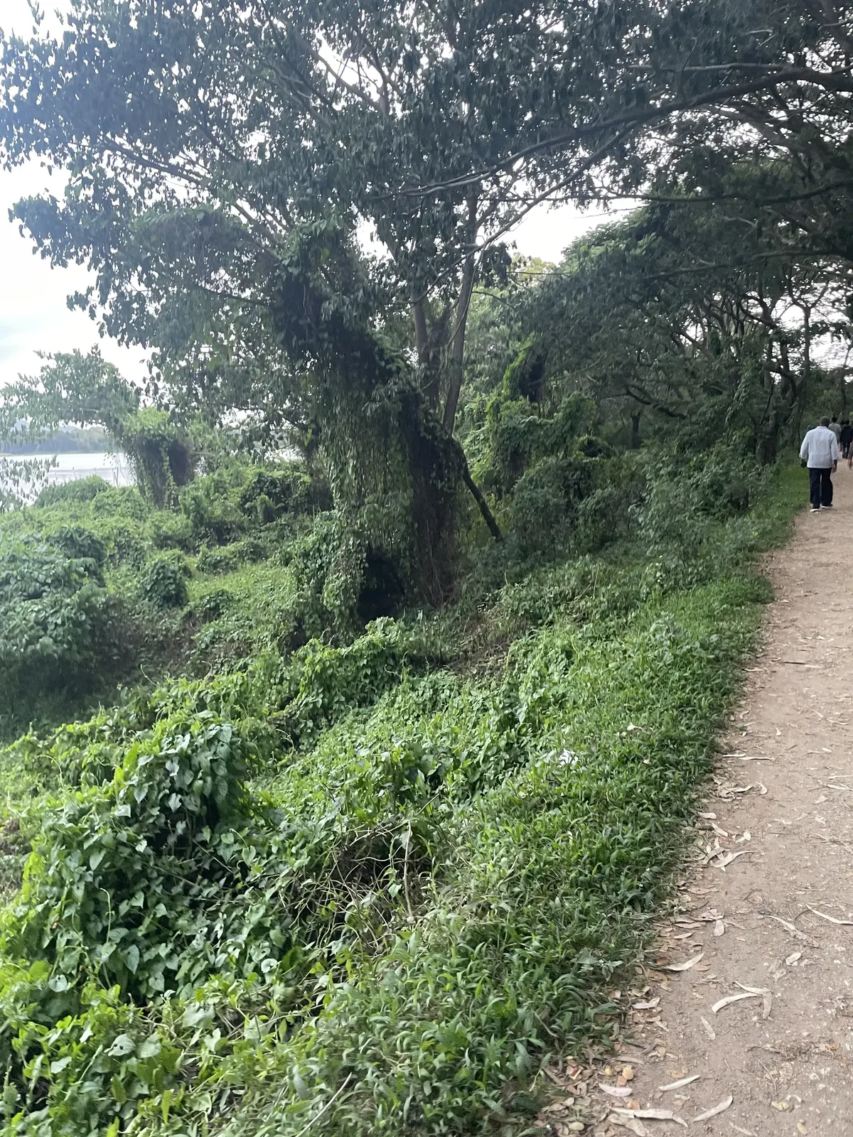 Walker on the tree-lined path around Kukkarahalli Lake
